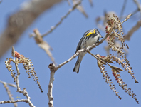 Yellow rumped Warbler